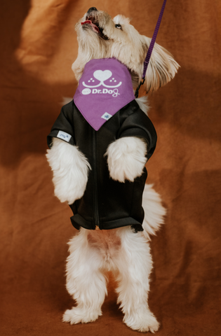 Pet scrub top