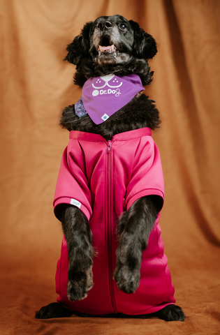 Pet scrub top