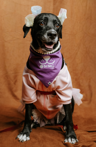 Pet scrub top