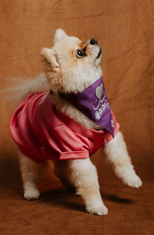 Pet scrub top