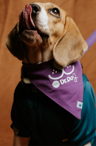 Pet scrub top