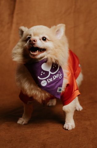 Pet scrub top
