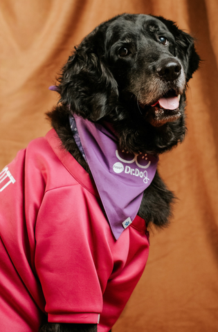Pet scrub top