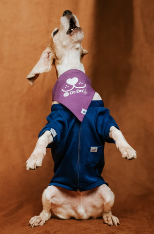 Pet scrub top